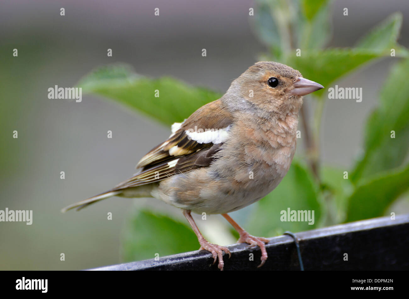 Gemeinsamen Buchfinken (Fringilla Coelebs) in einem Cumbrian Garten. Stockfoto