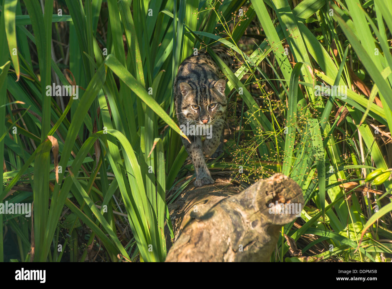 Fischen-Katze (Prionailurus Viverrinus) Stockfoto
