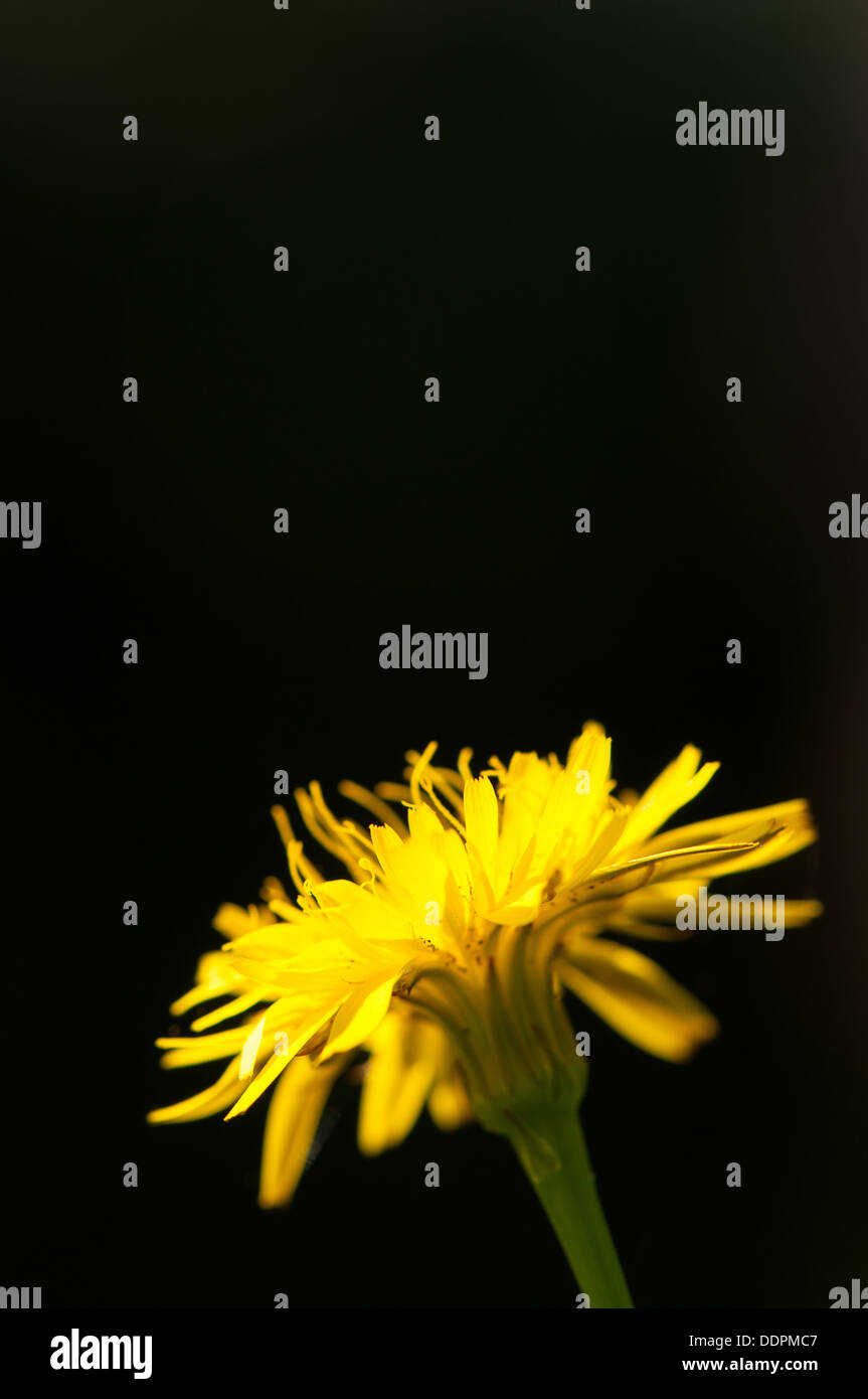 Einzelne goldgelbe Blüte eines Mitglieds der Familie der Korbblütler auf schwarzem Hintergrund Stockfoto