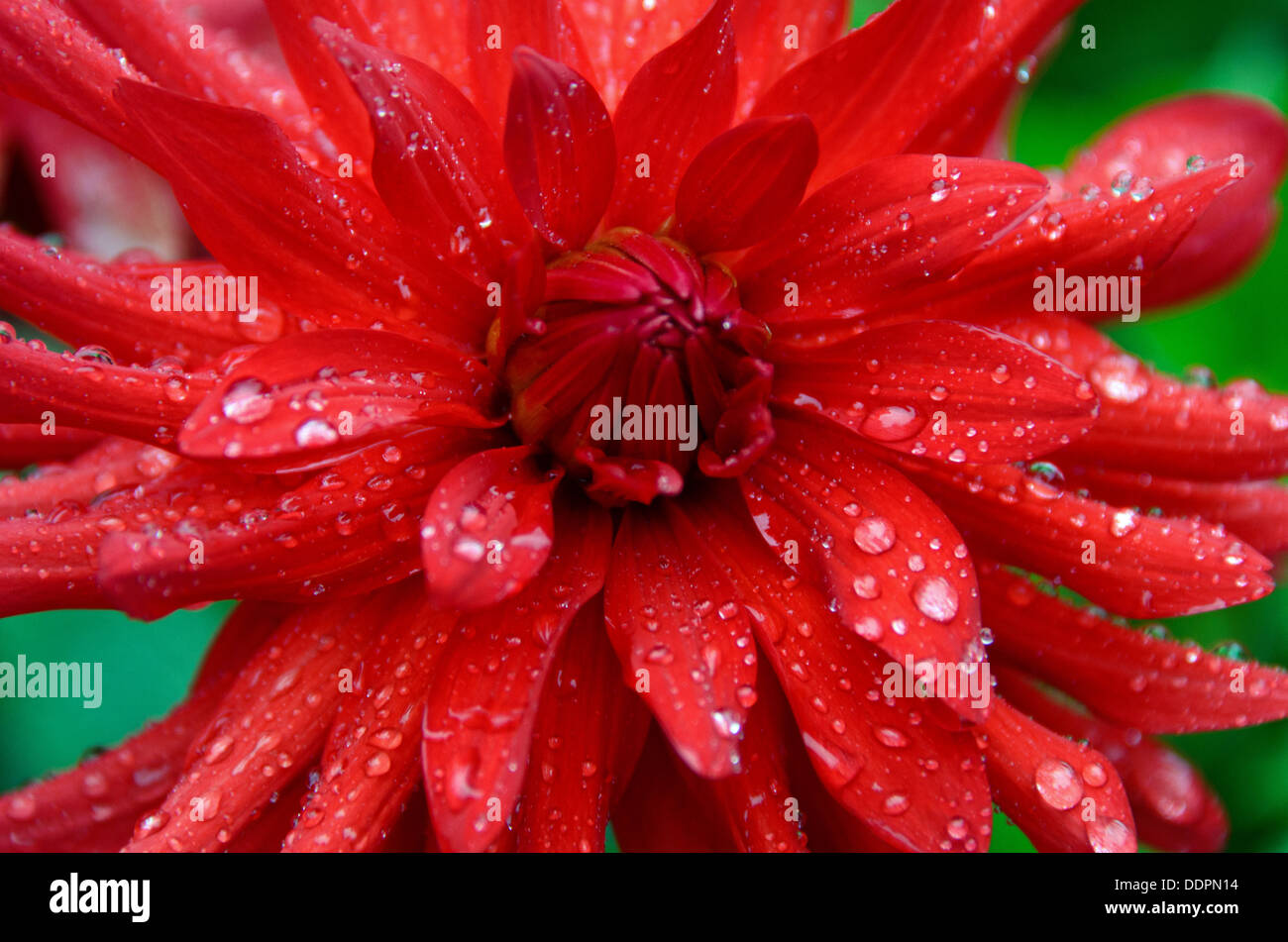 Eine leuchtend rote "Dare Devil" Dahlie in einem Sommer-Gewitter. Stockfoto