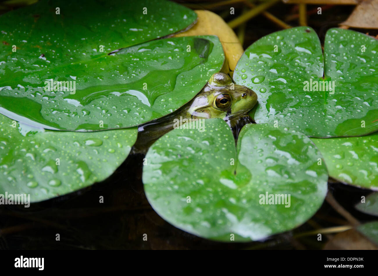 Nördlichen Green Frog spähen aus unter Seerosenblätter während eines Regenschauers. Stockfoto