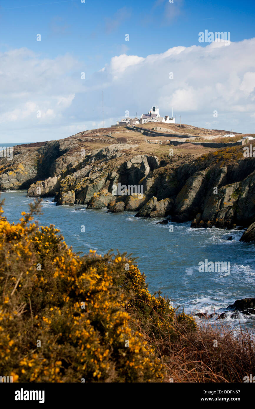 Lynas Point Leuchtturm von Porth Eilian Bucht im Frühjahr mit gelben Ginster im Vordergrund Anglesey North Wales UK Stockfoto