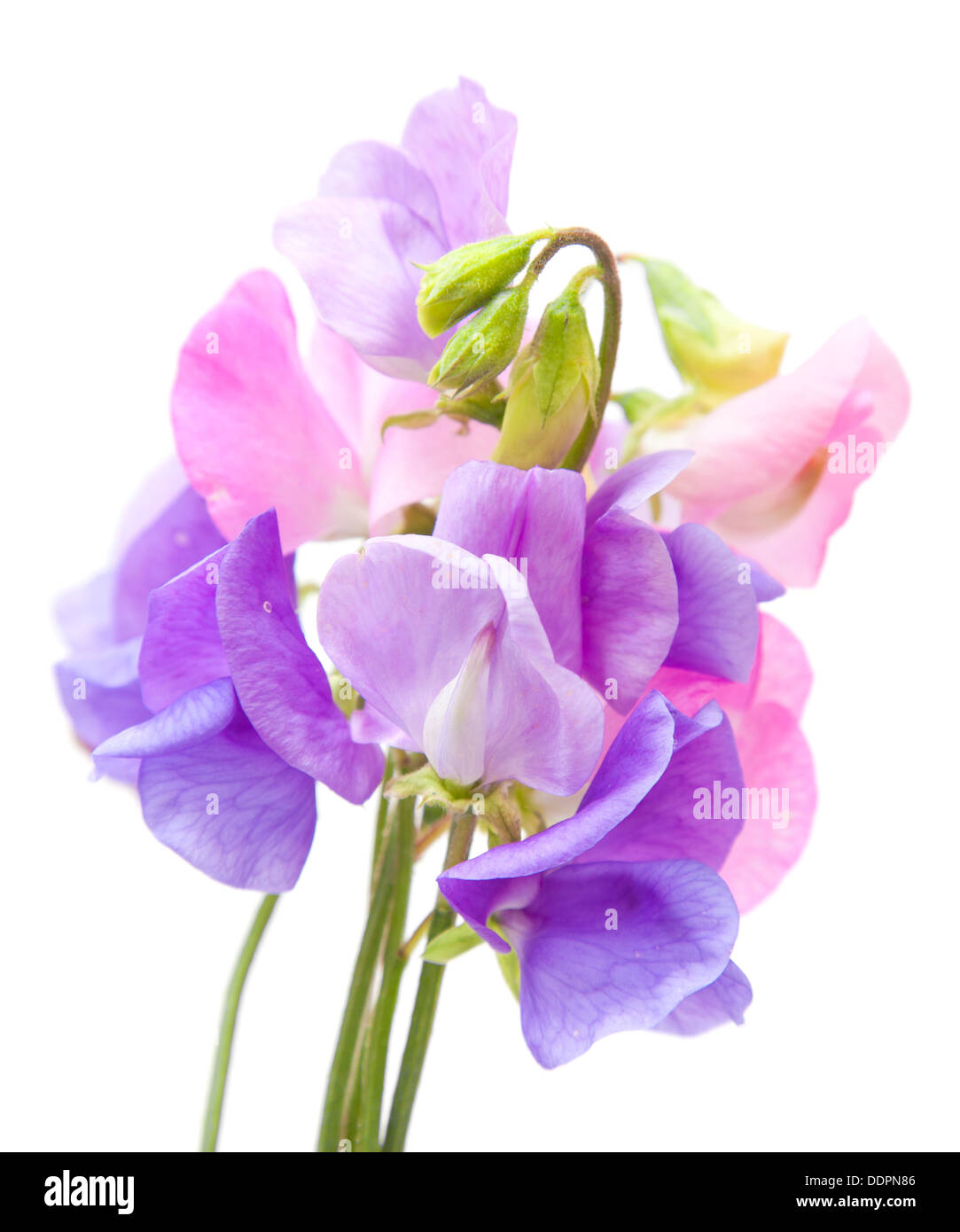 Sweet Pea Blumen isoliert auf weiss Stockfoto