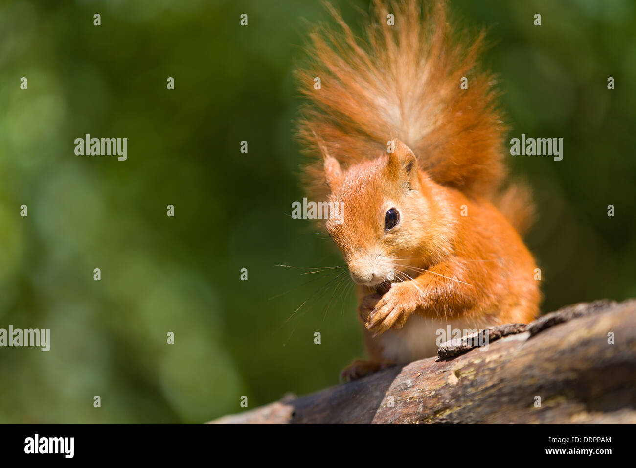 Ein Eichhörnchen Essen eine Nuss Stockfoto