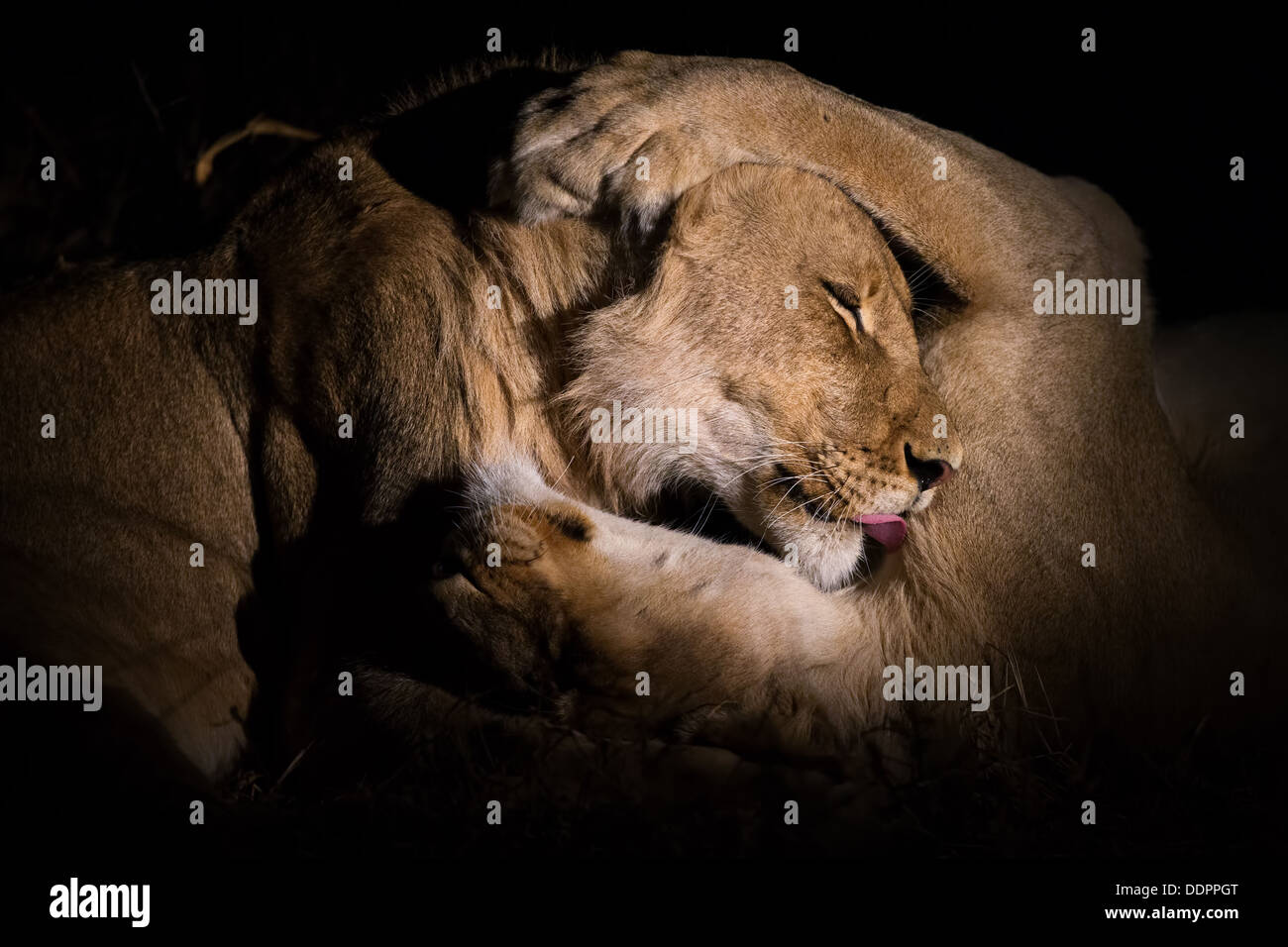 Männliche & weiblichen Löwen Verklebung in der Nacht Stockfoto