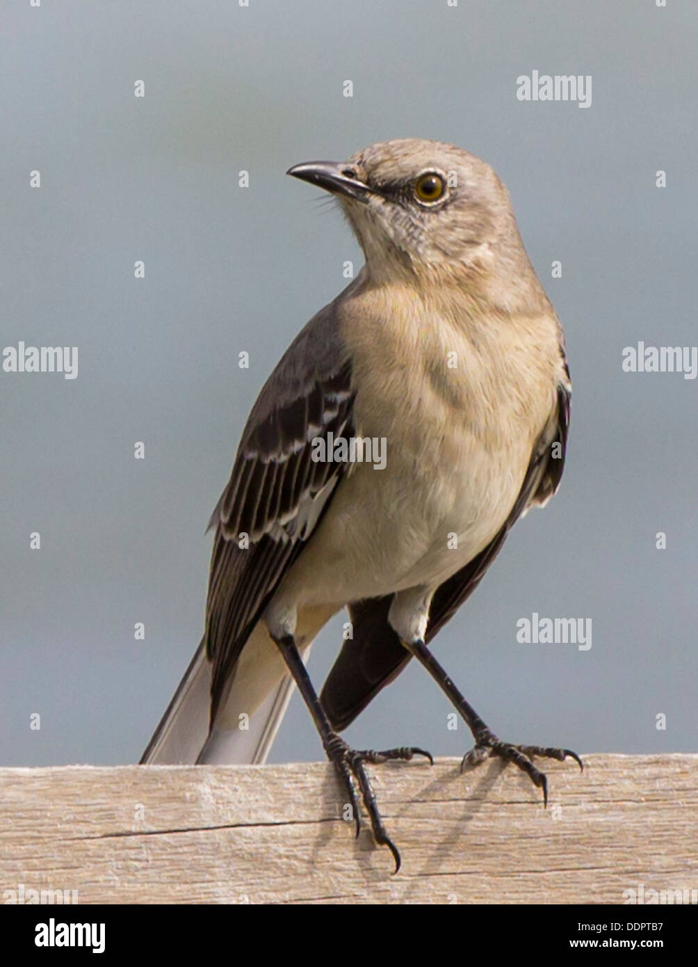 Nördliche Spottdrossel thront. Stockfoto