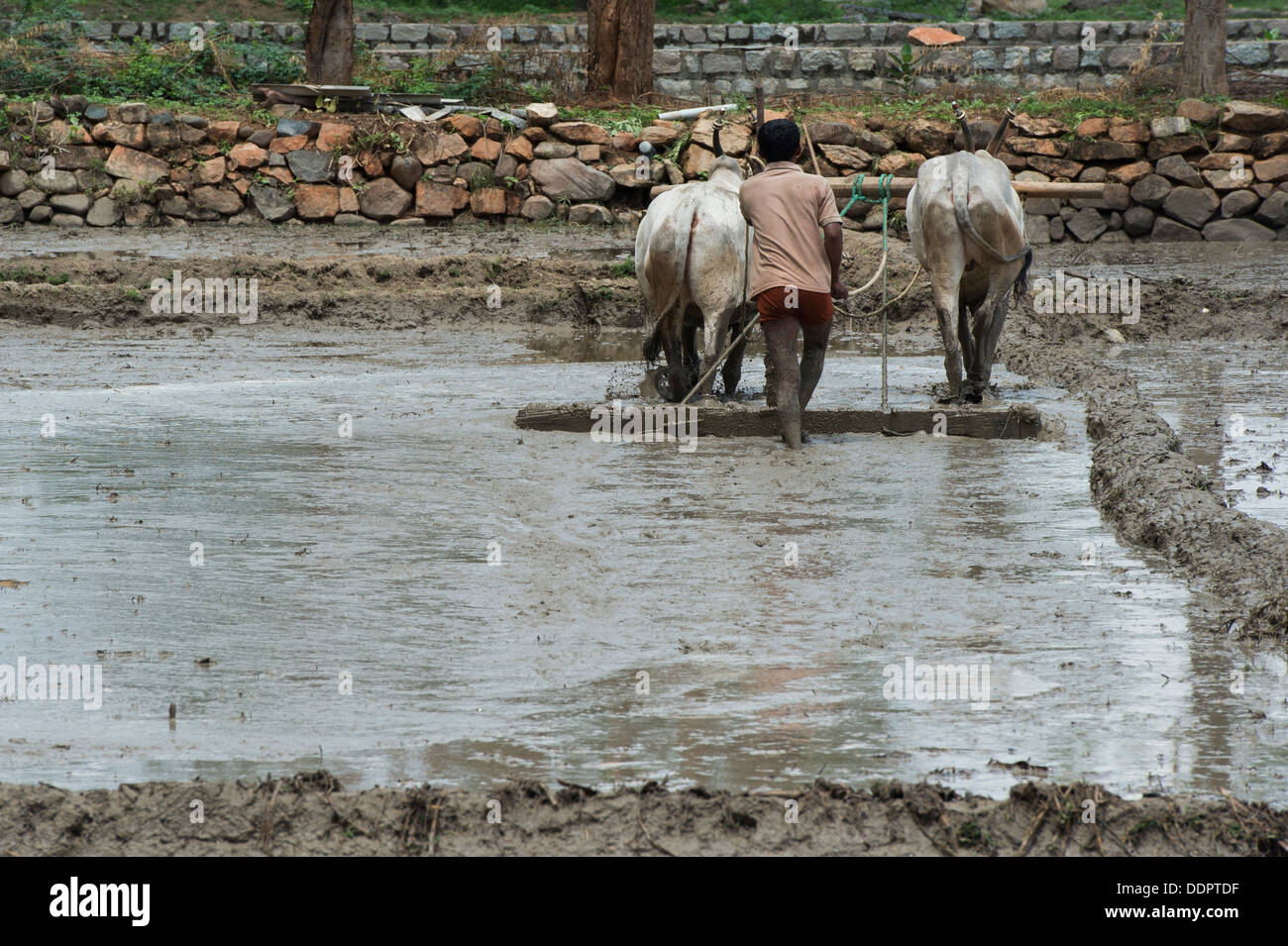 Indischen Bauern vorbereiten und Nivellierung ein neues Reis Paddy Feld mit einer Ebene, die von indischen Kühen gezogen. Andhra Pradesh, Indien Stockfoto