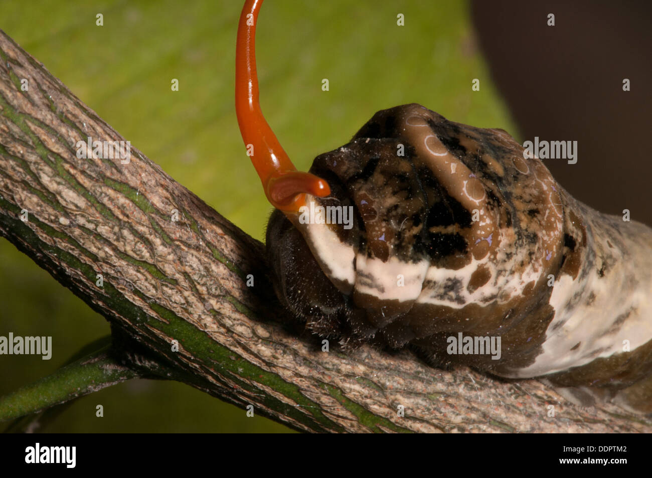 Die Reife Raupe ähnelt Vogelkot um Raubtiere abzuschrecken, und wenn das nicht funktioniert benutzen sie ihre roten Osmeterium. Stockfoto