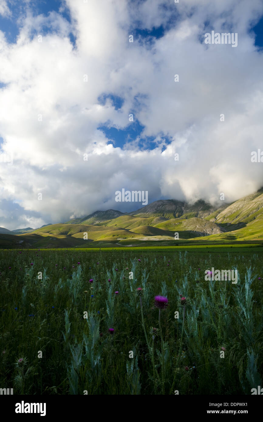 Ansicht Des Piano Grande Umbrien Mit Lila Distel Blumen Im Vordergrund Gelbe Linsen Felder Sanfte Grune Hugel Blau S Stockfotografie Alamy