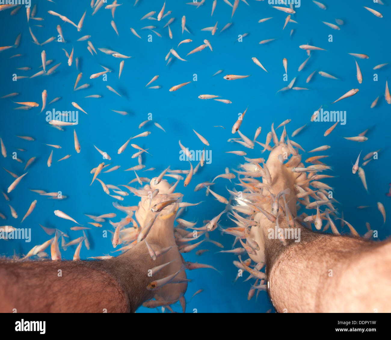 Putzerfische knabbern die tote Haut Ausschalten eines Mannes Füße. Stockfoto