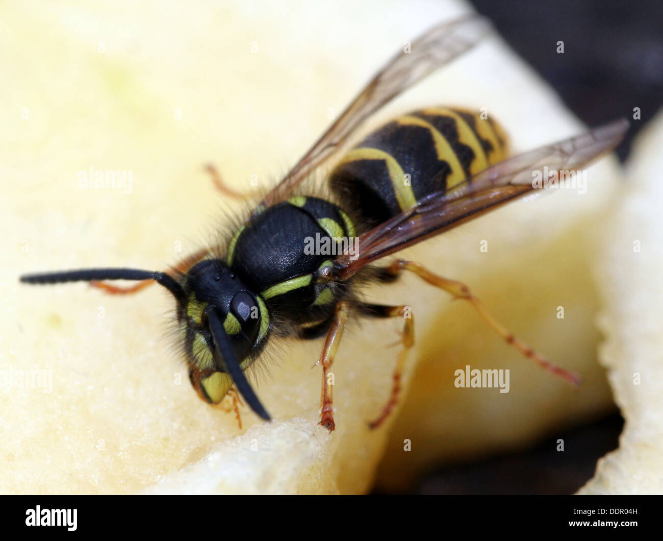 Gemeinsamen Wespe (Vespula Vulgaris) Ernährung auf Obst und Blumen (16 Bilder in Serie) Stockfoto