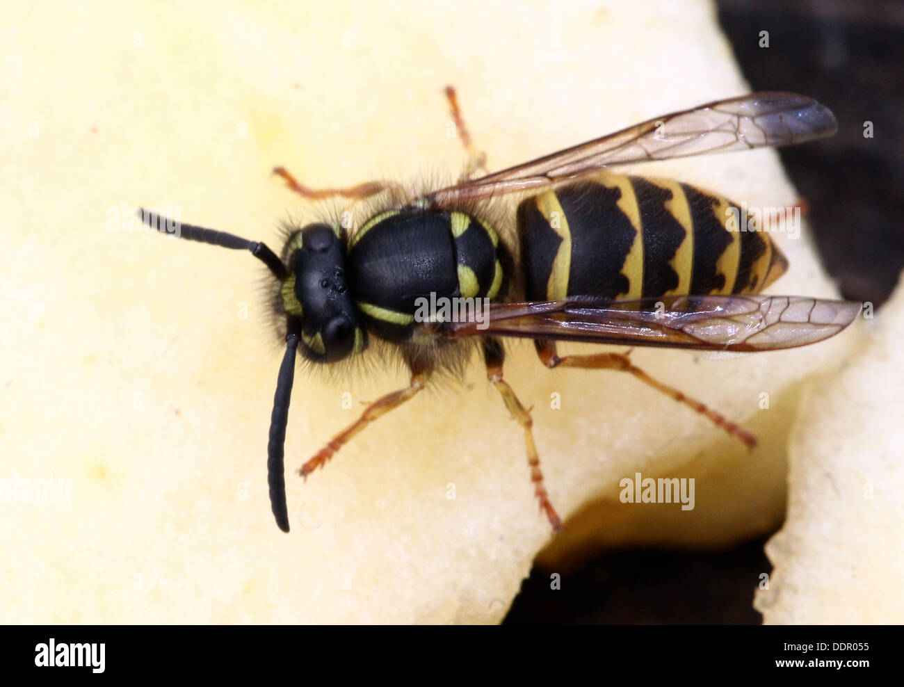 Gemeinsamen Wespe (Vespula Vulgaris) Ernährung auf Obst und Blumen (16 Bilder in Serie) Stockfoto