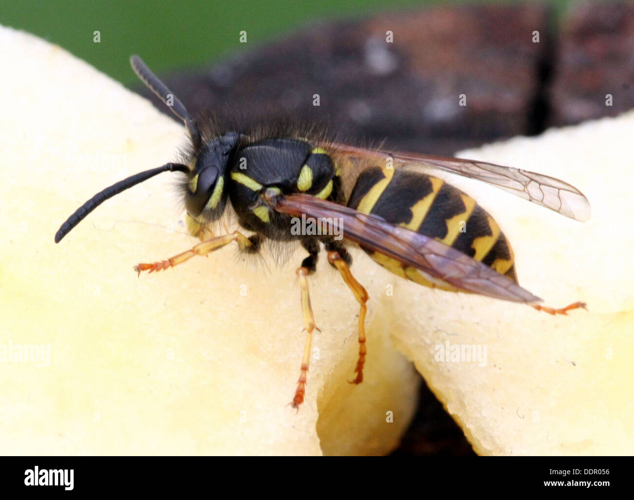 Gemeinsamen Wespe (Vespula Vulgaris) Ernährung auf Obst und Blumen (16 Bilder in Serie) Stockfoto