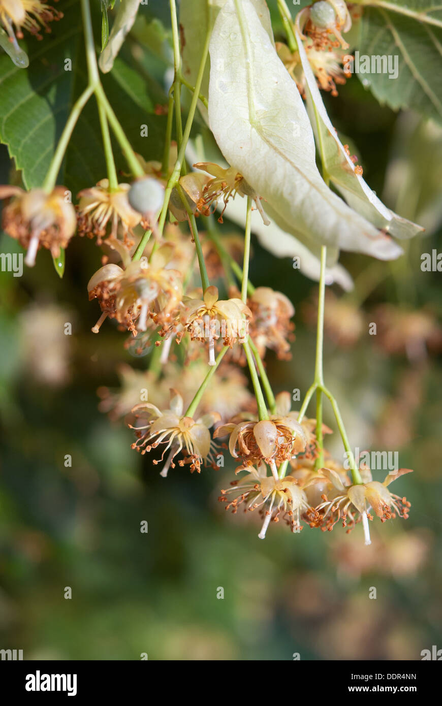 Blüte der Lindenbaum Nahaufnahme Stockfoto