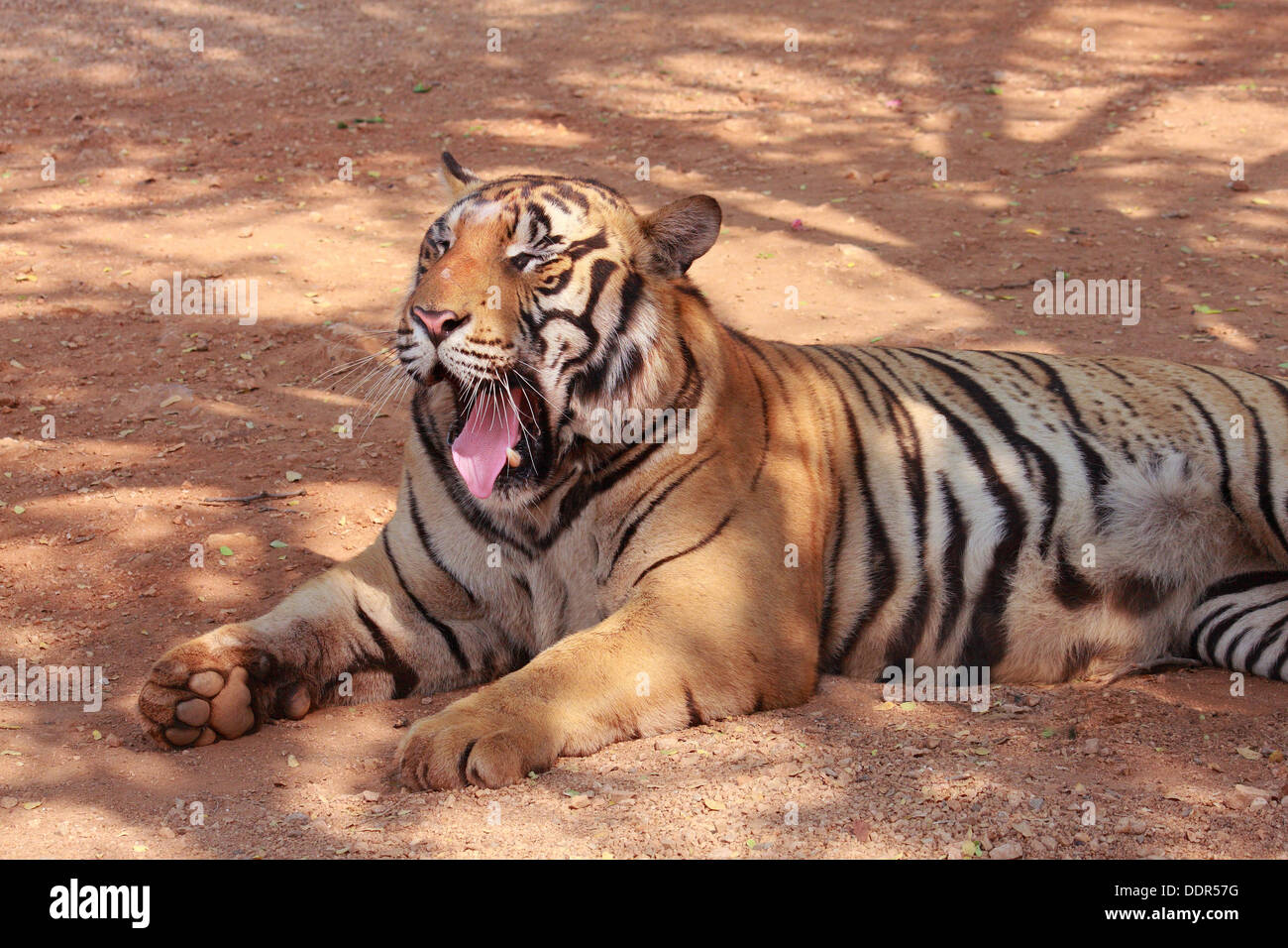 Ein Tiger Gähnen mit liegender position Stockfoto