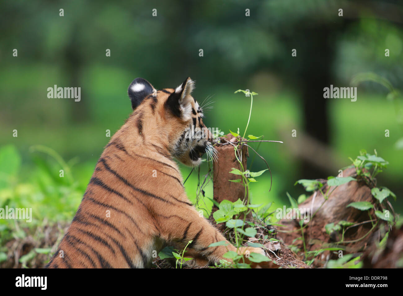Baby-Tiger auf dem Boden spielen Stockfoto