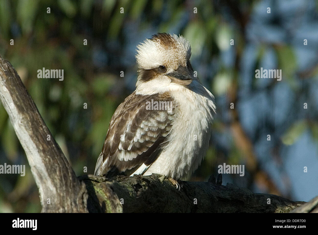 Lachende Kookaburra, Dacelo Novaeguineae in der Nähe von Ballarat Stockfoto