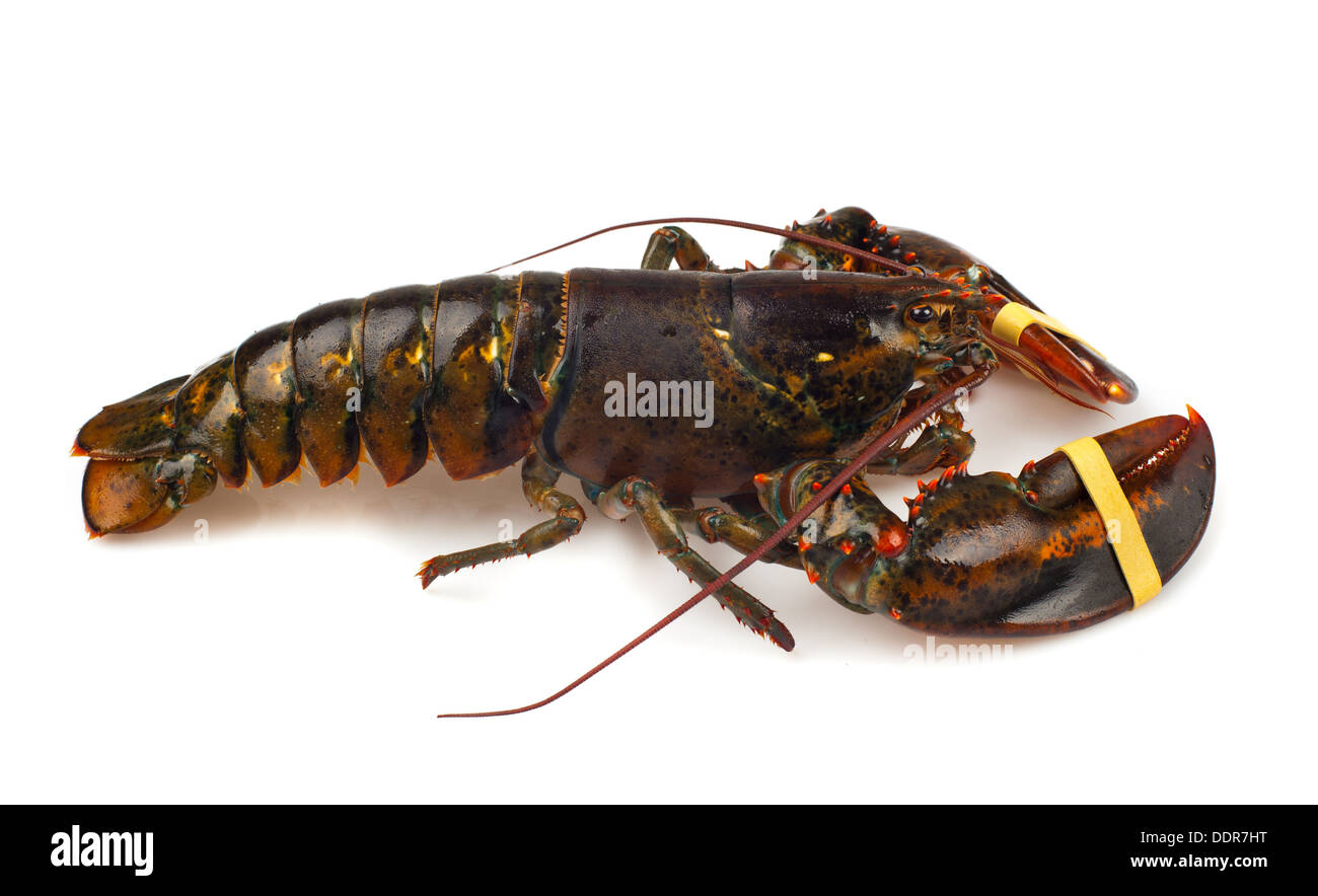 Lebende Hummer isoliert auf weißem Hintergrund Stockfoto