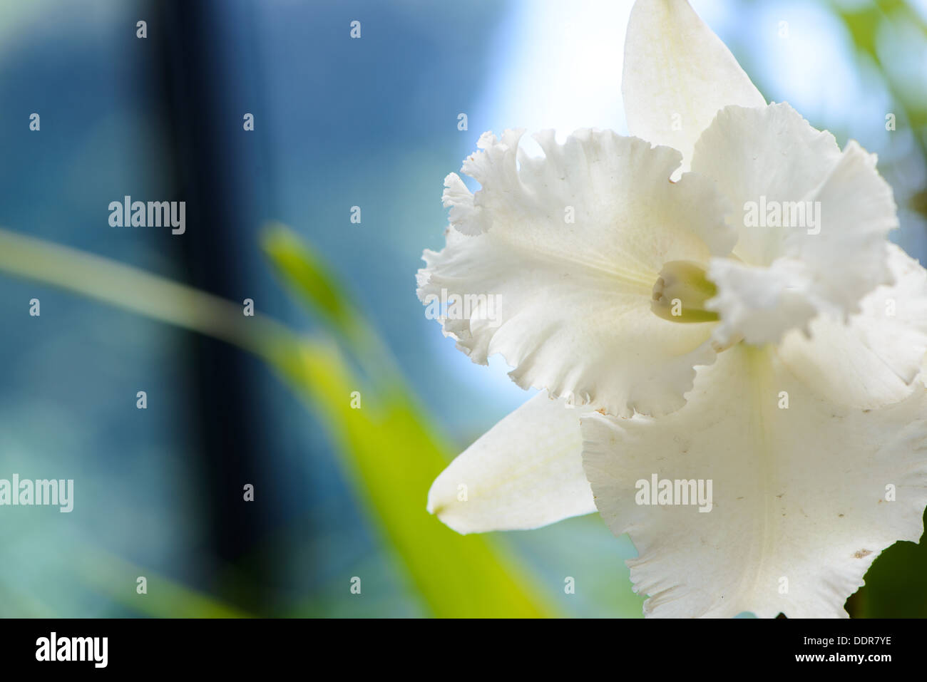 Sri Lanka. Royal Botanic Gardens. Verschiedene Arten von Orchideen Stockfoto