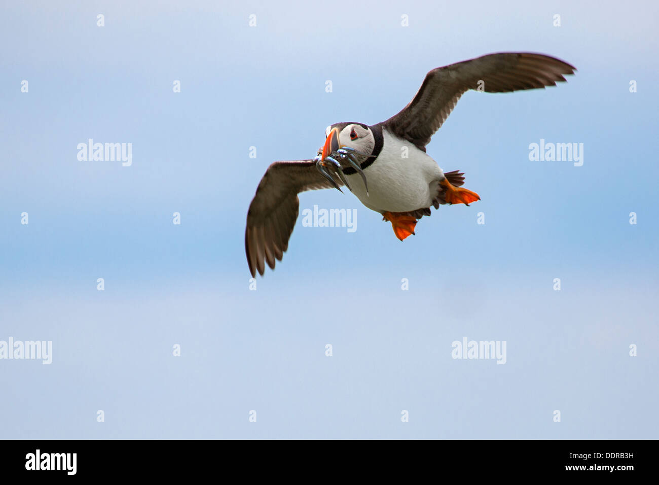 Fliegende Papageitaucher mit Sandaale im Schnabel Stockfoto