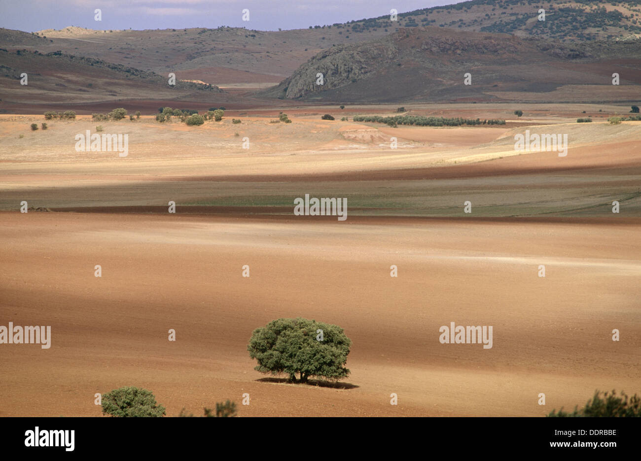 Montiel Landschaft. Ciudad Real Provinz, Region Kastilien-La Mancha, Spanien Stockfoto