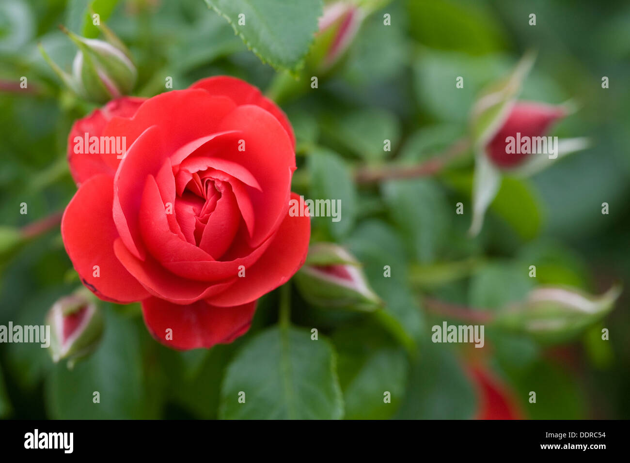 Rosa Blume Teppich Scarlet. Stockfoto