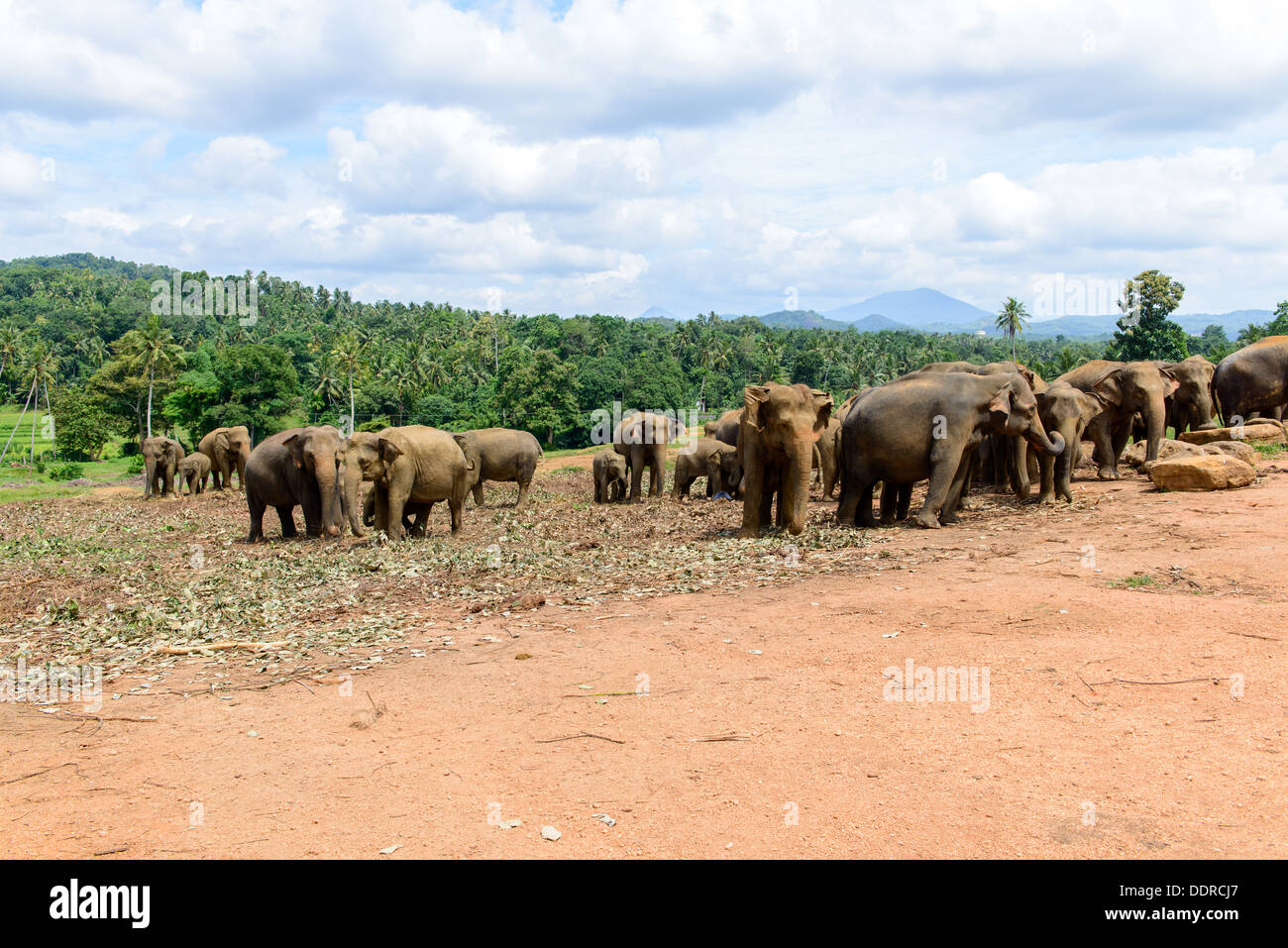 Sri Lanka. Elephant Sanctuary. Pinavella Stockfoto