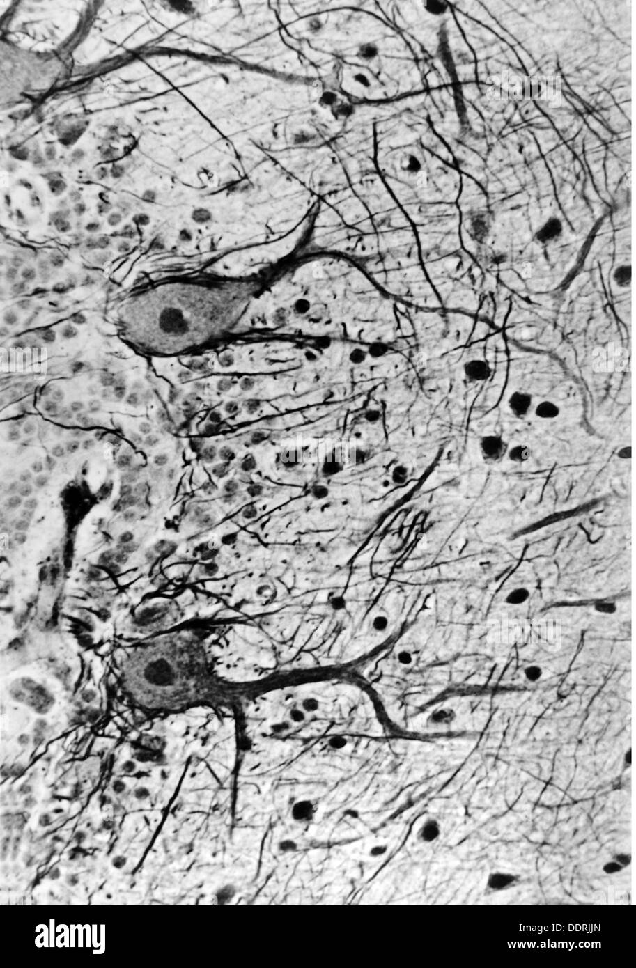 Medizin, Anatomie, Großhirn / Schädel, Kortisen des menschlichen Kleinhirns, Purkinje-Zellen mit Dendritarborisierung, Foto von Dr. Adelheid Winkelmann, 20. Jahrhundert, 20. Jahrhundert, Mikroskopie, Nervenzellen, Nervenzellen, Neural, Neuritisch, Nervenbahnen, Nervenbahnen, Nervenbahnen, Hirnrinde, Kleinhirn, Dendrit, Dendriten, Medizin, Medikamente, Purkinje-Zellen Historische, historische, zusätzliche-Rechte-Clearences-nicht verfügbar Stockfoto