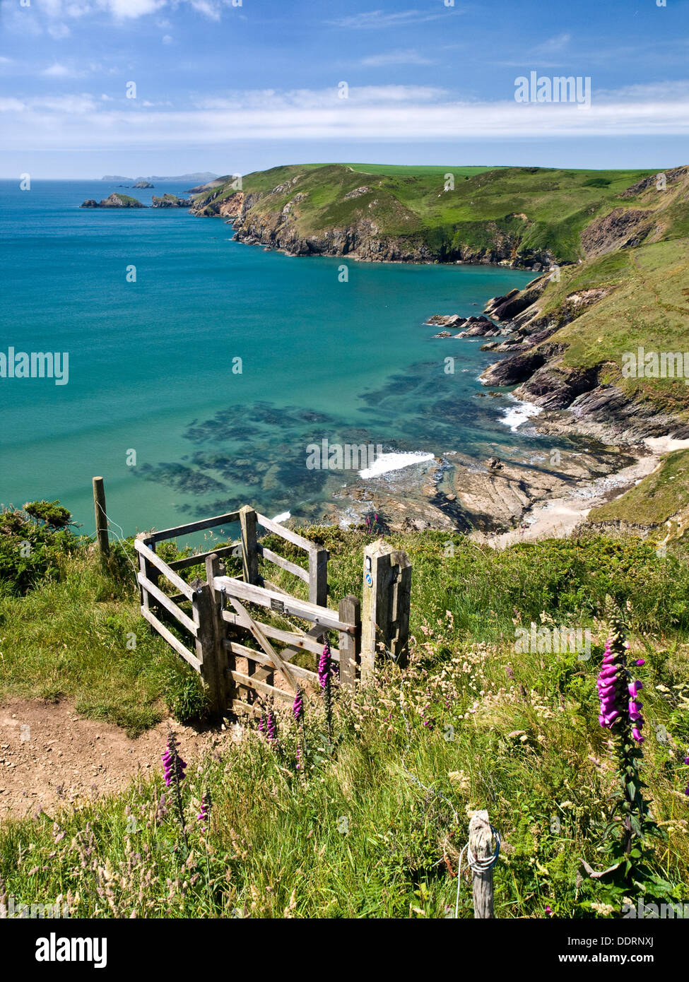 Die Pembrokeshire Coast Path in der Nähe von Newgale nach Ramsey Island, Pembrokeshire Coast National Park Stockfoto