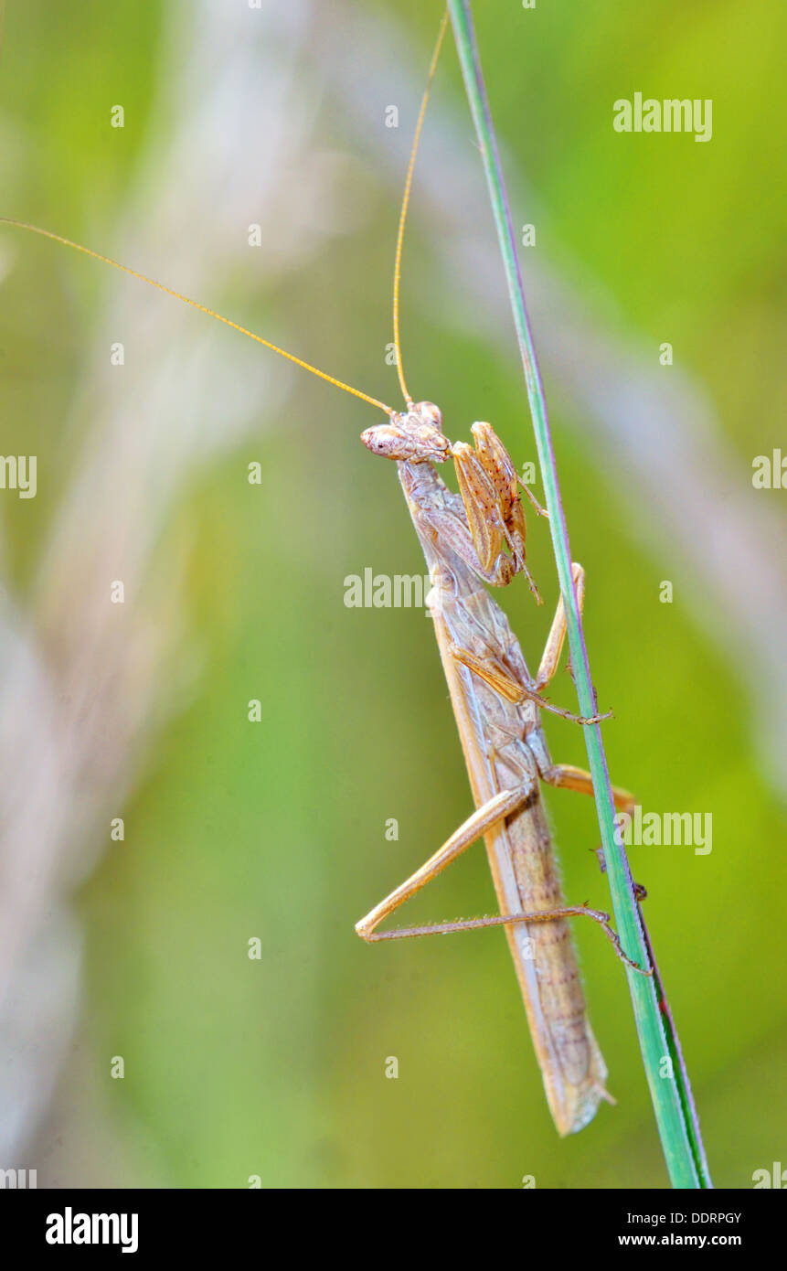 Mantis Religiosa-Shooting im Wald Stockfoto