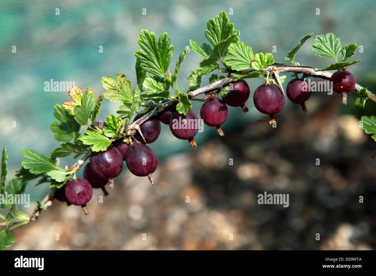 Stachelbeeren, 'Hinnomaki rot'. Beerenobst in einem Obst-Käfig. Blattflecken auf einigen Blättern Stockfoto