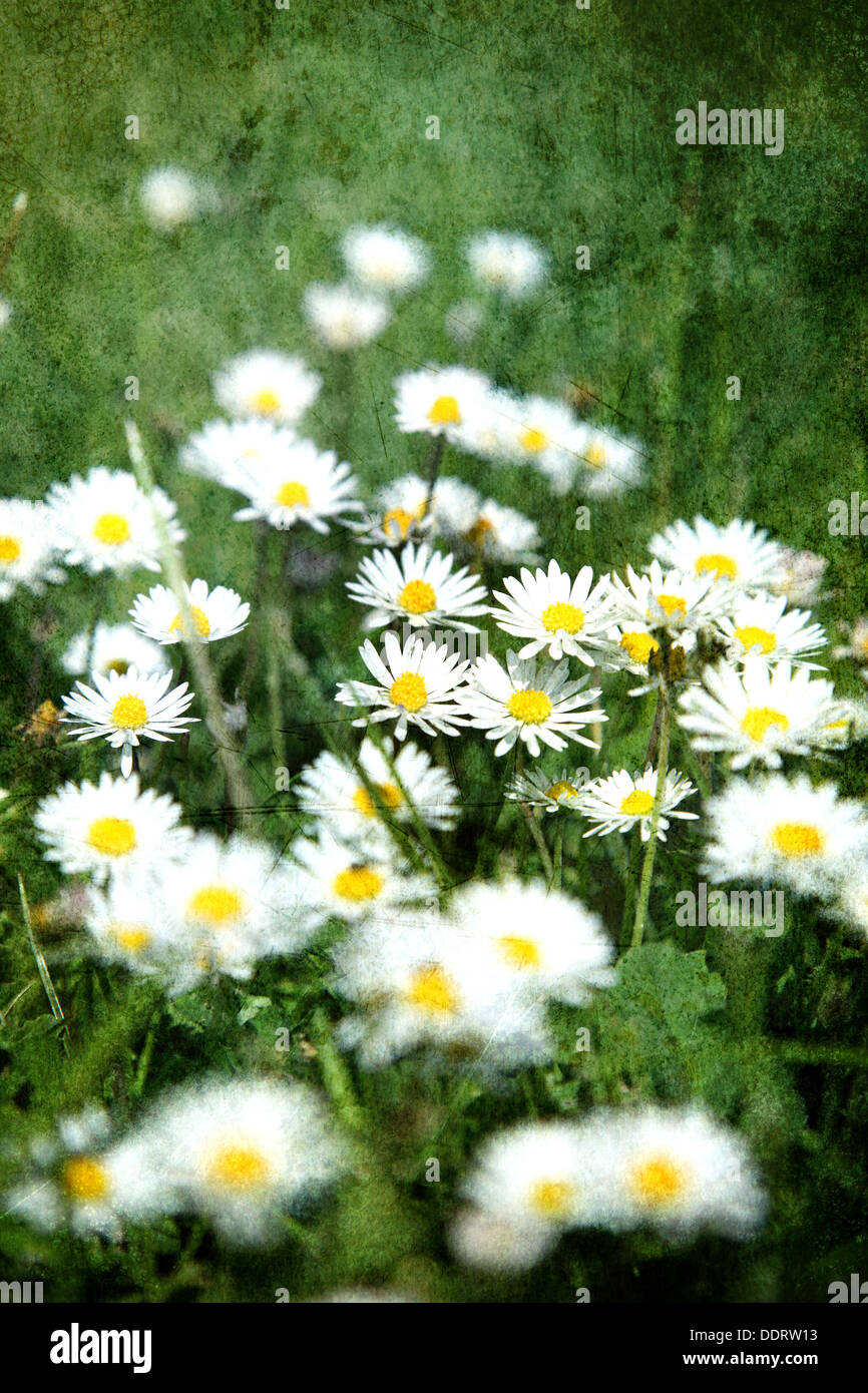 Bellis Perennis oder "Englisch Daisy," Lawn Daisy "oder" gemeinsame Daisy. Dieses Bild hat eine geringe Schärfentiefe & hat eine strukturierte Schicht Stockfoto