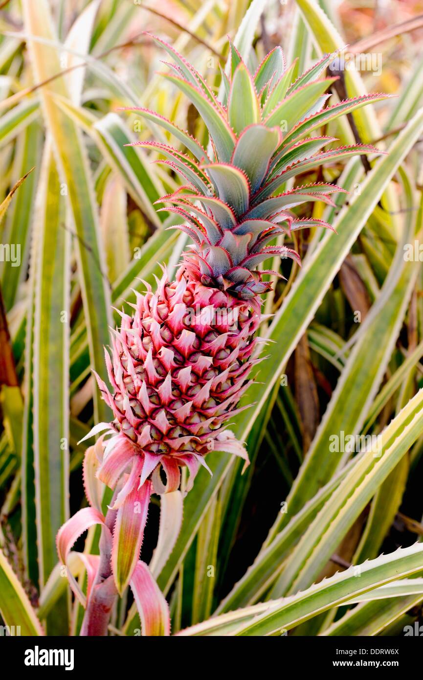 Dole ananas plantage Stockfotos und bilder Kaufen Alamy
