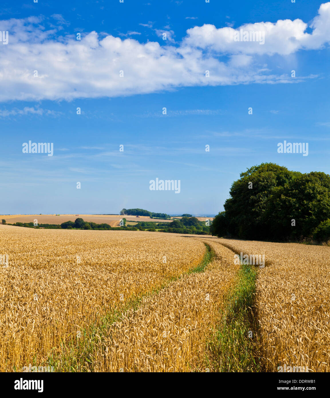 Ernten in Feldern reif für die Ernte in der Nähe von Louth Lincolnshire Wolds England UK GB EU Europa Stockfoto