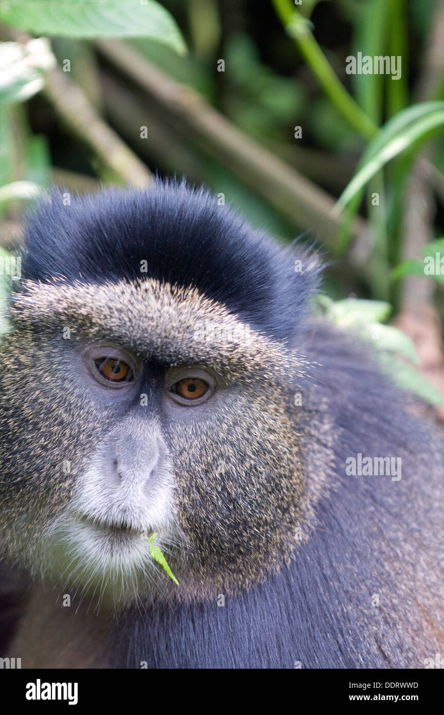 Golden Monkey bedrohter Primatenarten sa Warnung unter der seine native  Bambus im Virunga National Park Ruanda-Ost-Afrika Stockfotografie - Alamy