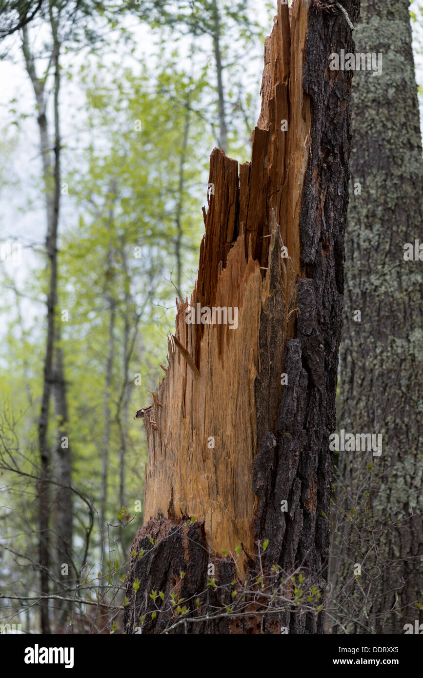 Schnappte Baumstamm in einem Wald, Lake Of The Woods, Keewatin, Ontario, Kanada Stockfoto