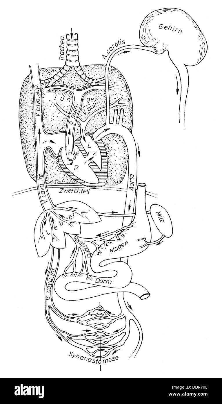 Galen von Pergamon, ca. 129 - ca. 216, griechische Ärztin, Blutzirkulation, schematische Darstellung, Zeichnung, von: Paul Diepgen, Geschichte der Medizin, Band I, Berlin, 1949, Stockfoto