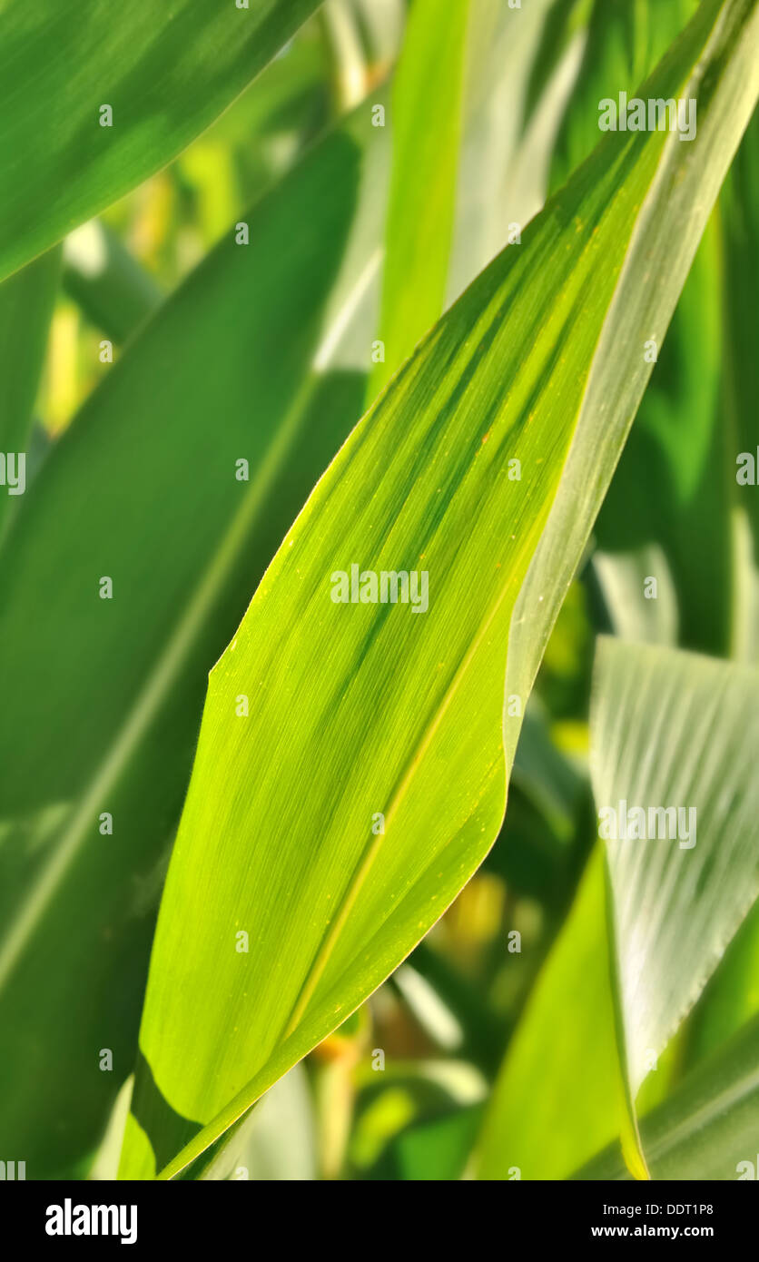 Mais, grünen Blätter unter der Sonne Stockfoto