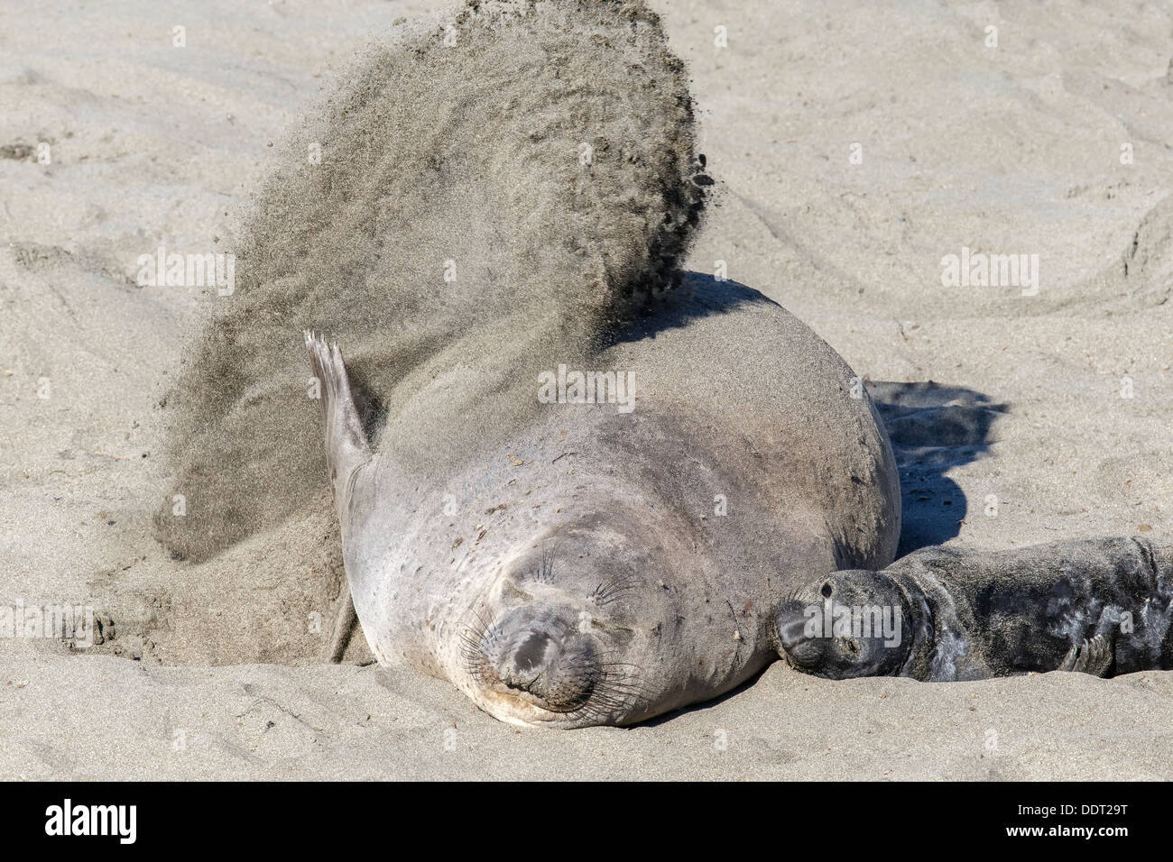 Nördlichen See-Elefanten weiblich mit anwesenden Welpen werfen Sand über ihren Körper kühl zu halten Stockfoto