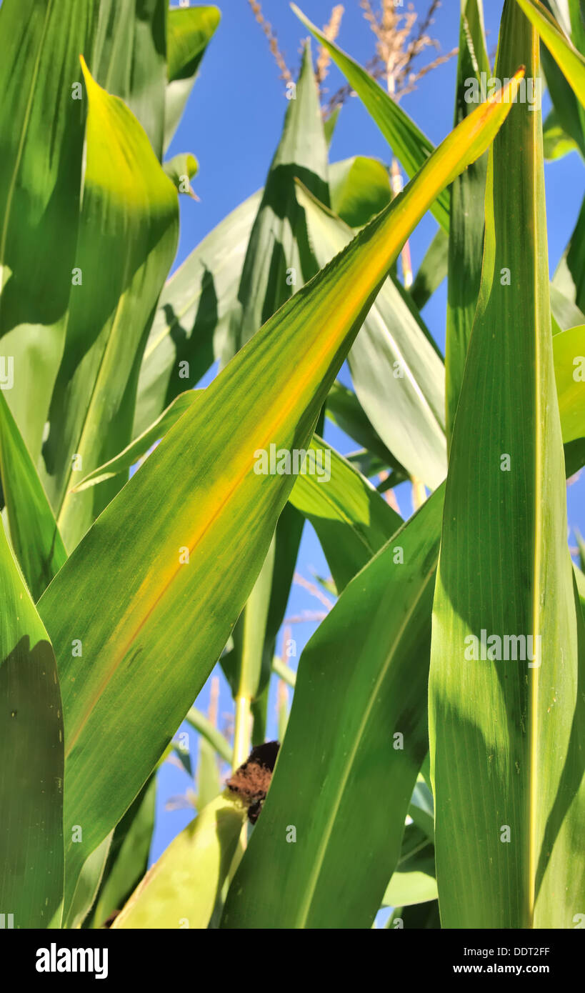 Mais lässt grünen und Vergilbung unter der Sonne Stockfoto
