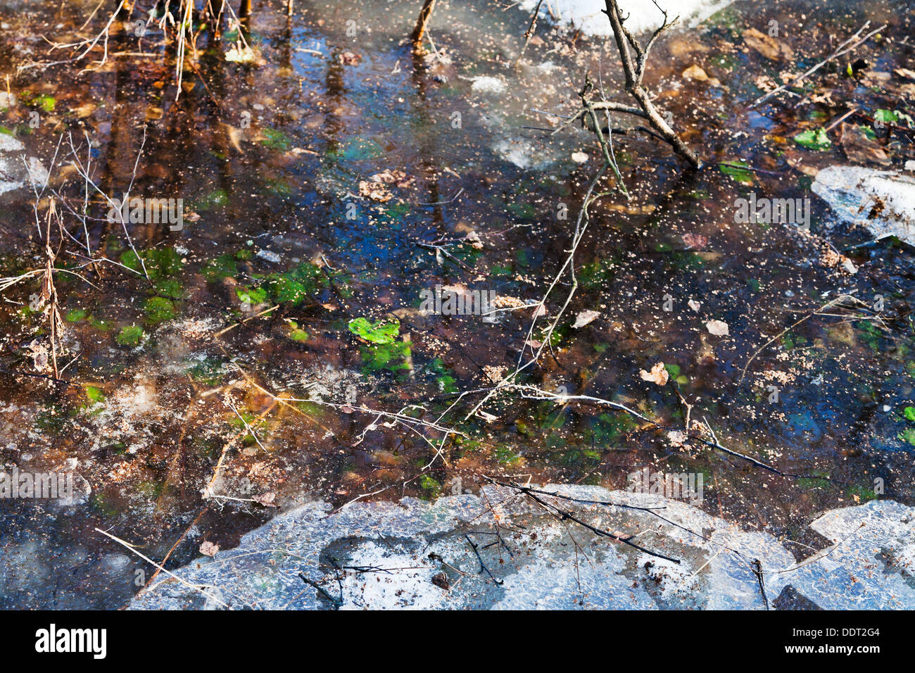 gefrorene Pfütze im Wald im Frühjahr Stockfoto