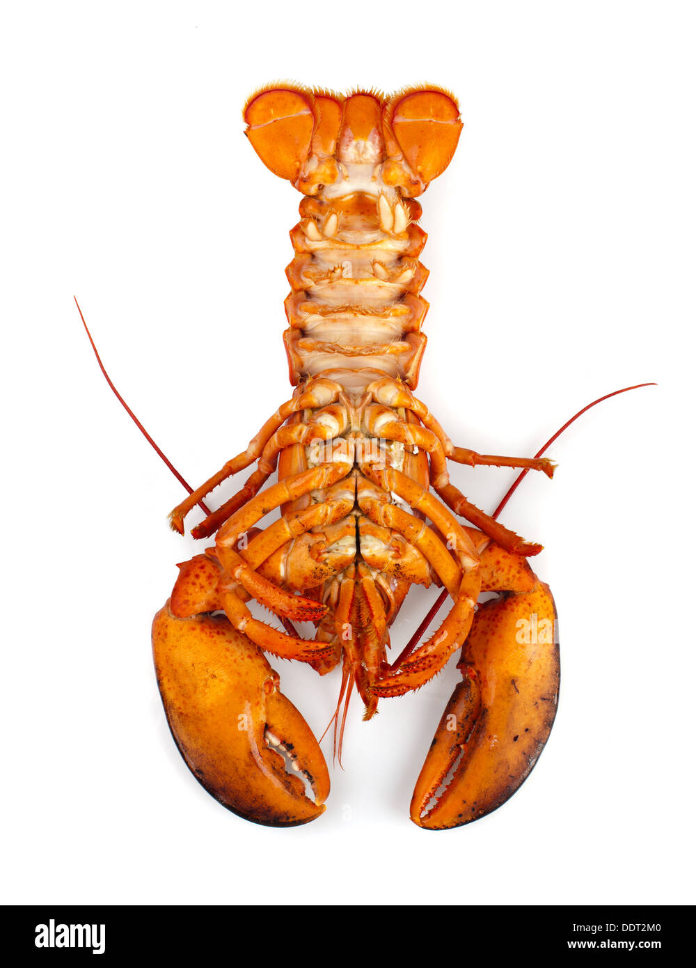 Roten Hummer isoliert auf weißem Hintergrund Stockfoto