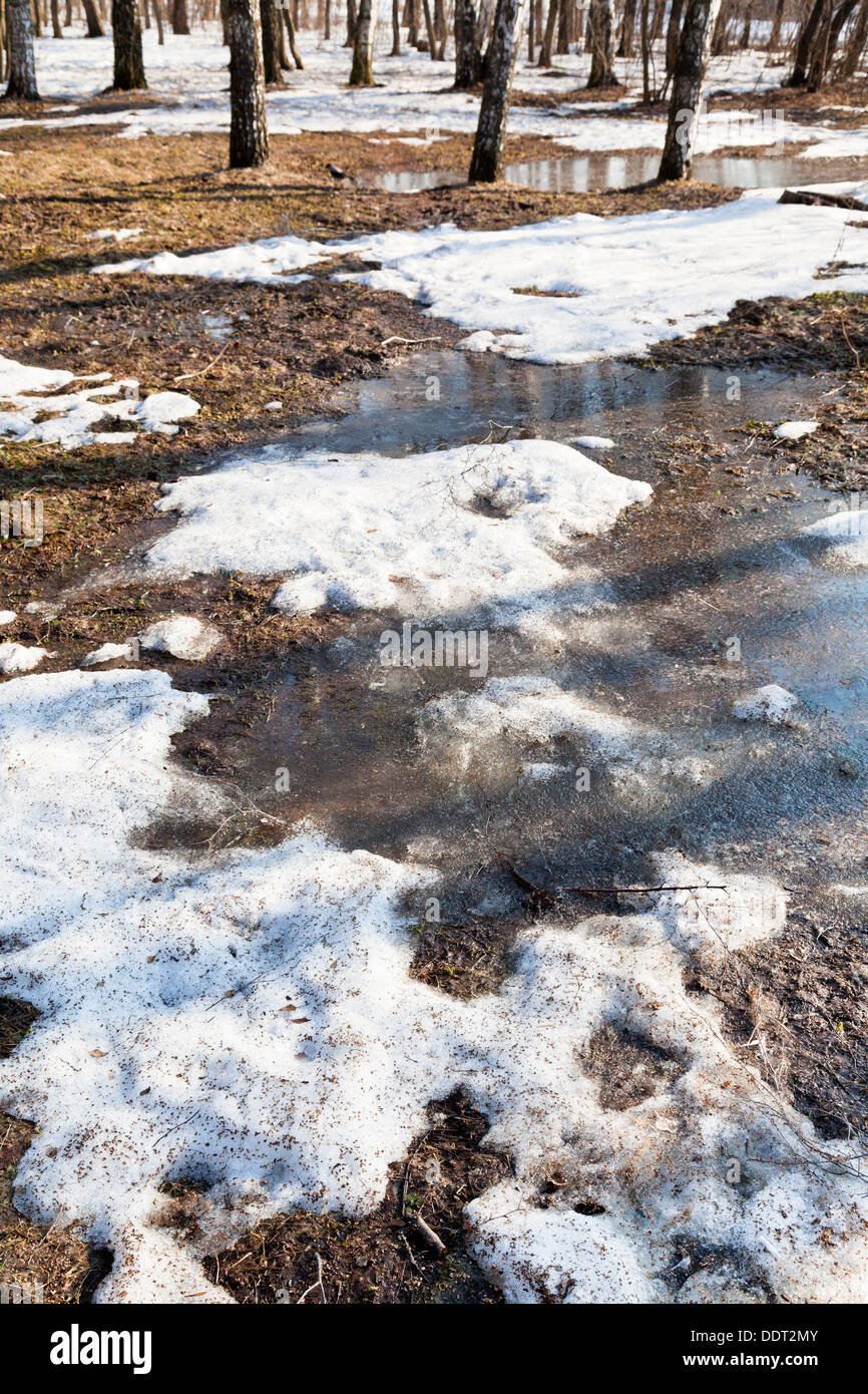 gefrorenen Schnee schmelzen Pfützen im Frühlingswald in kalten Morgen Stockfoto