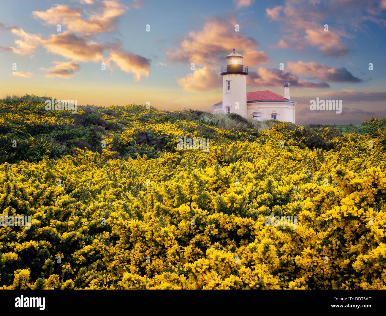 Coquile River Lighthouse mit Ginster. Bandon, Oregon C00454D-5 Stockfoto