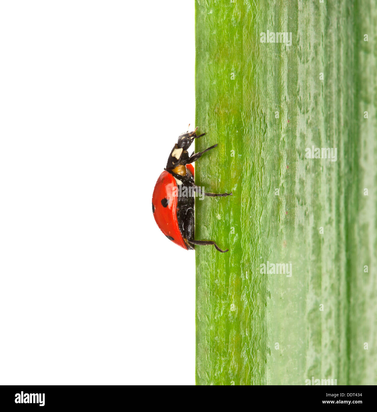 Marienkäfer auf grünes Blatt isoliert auf weißem Hintergrund Stockfoto