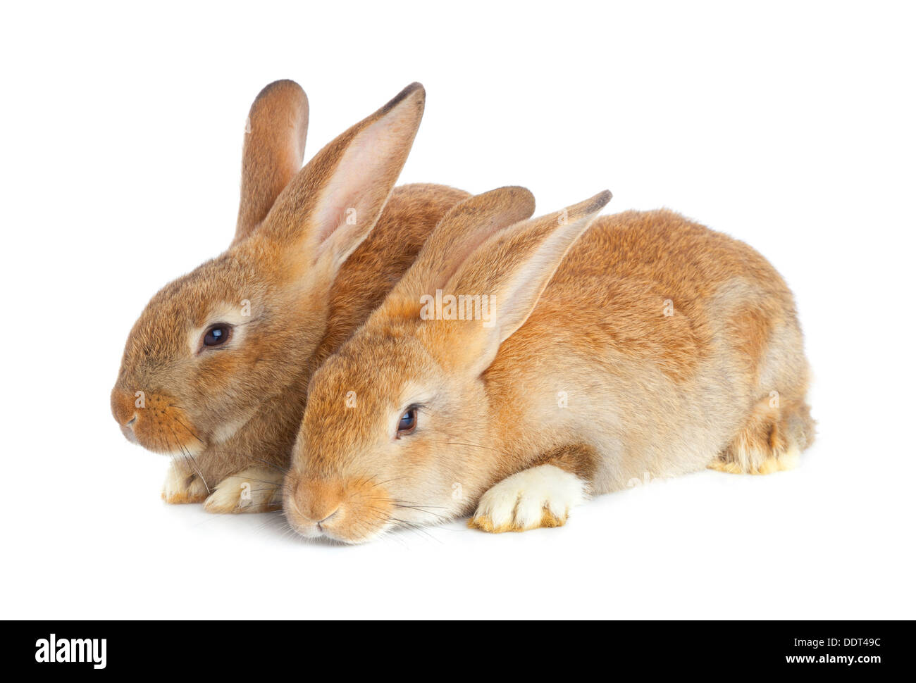 Schlepptau niedlichen Kaninchen sitzen auf weißem Hintergrund Stockfoto
