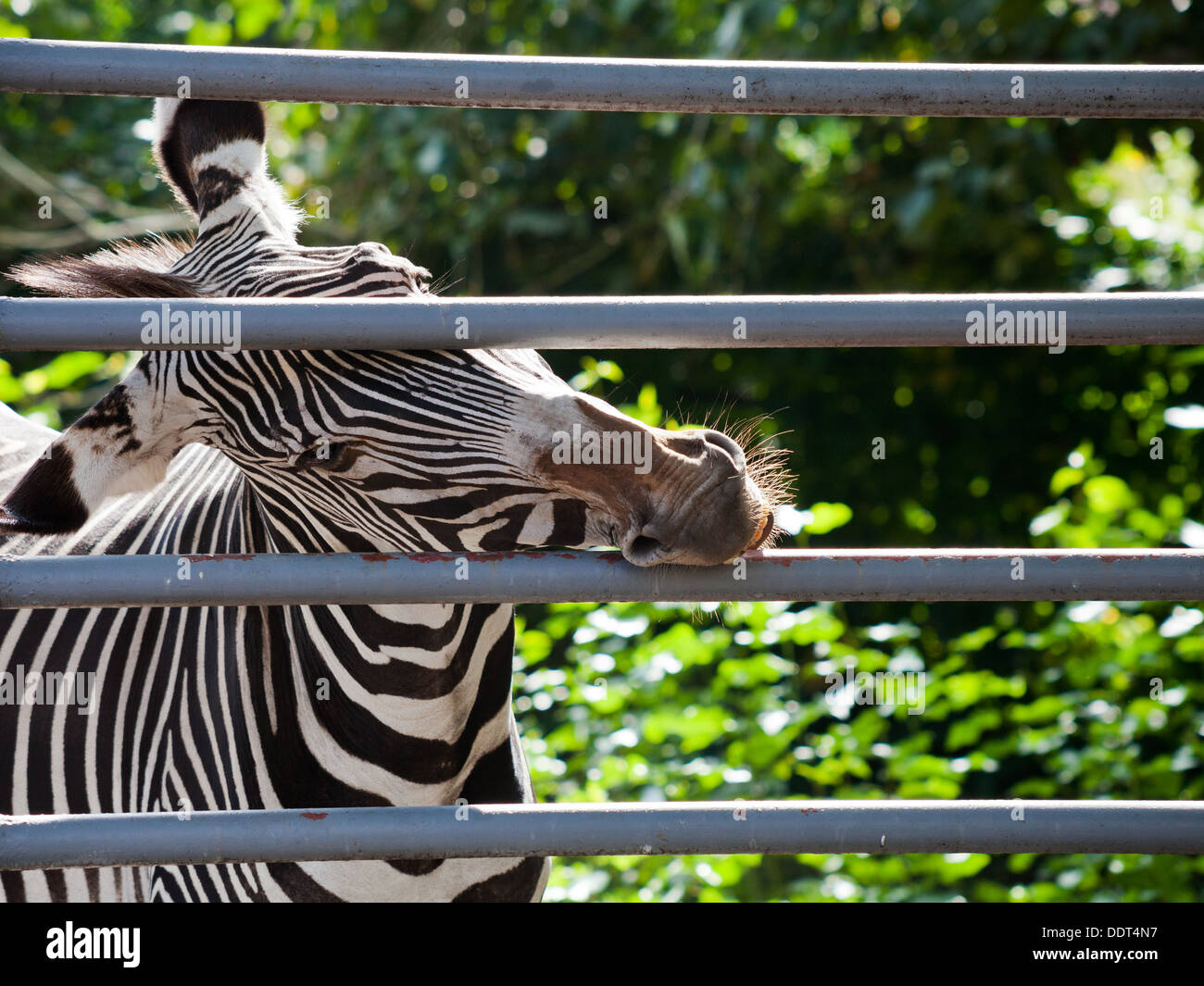 Imperial Zebra nagen Eisenstangen Käfig im freien Stockfoto
