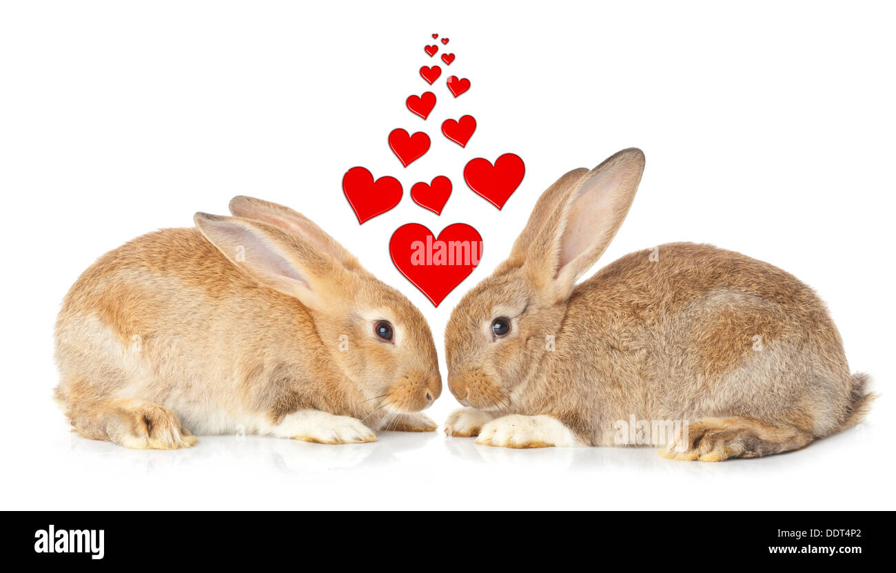 Schlepptau niedlichen Kaninchen verliebt auf weißem Hintergrund Stockfoto