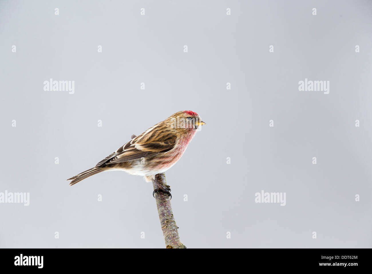 Redpoll thront auf dem Ast eines Baumes Stockfoto