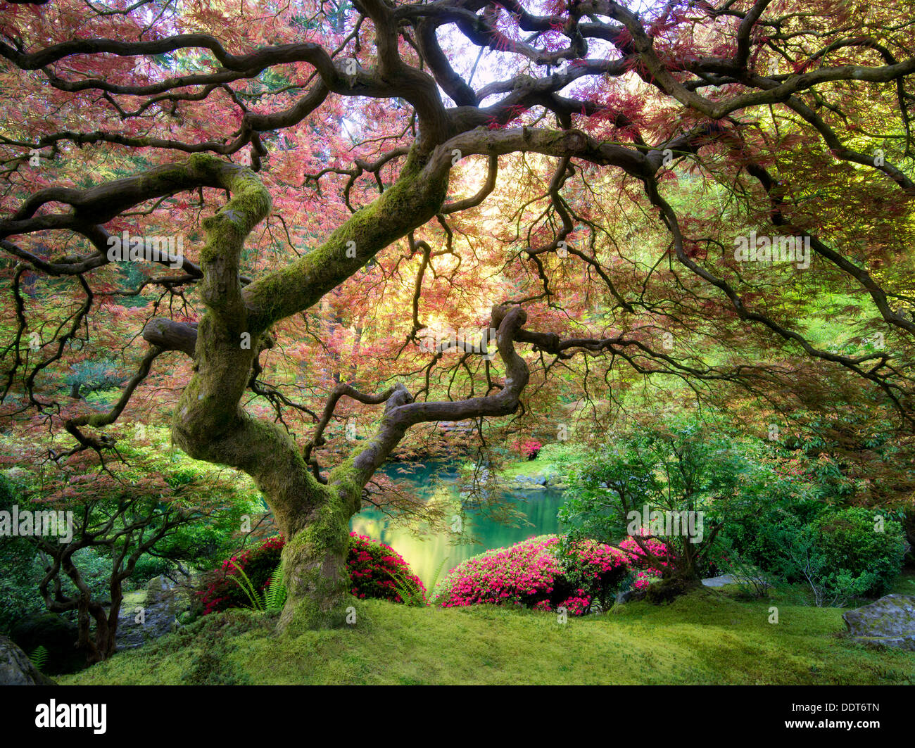Japanischer Ahornbaum mit neuem Wachstum. Japanischer Garten von Portland, Oregon Stockfoto